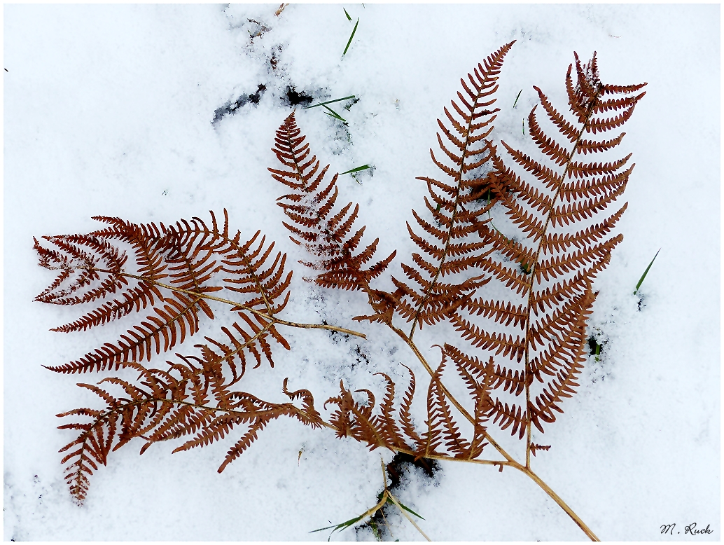 Welkes Farn im Schnee ,