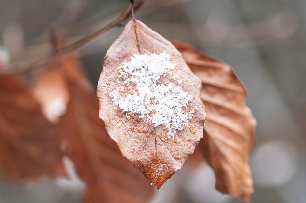 Welkes Laub und es hat geschneit