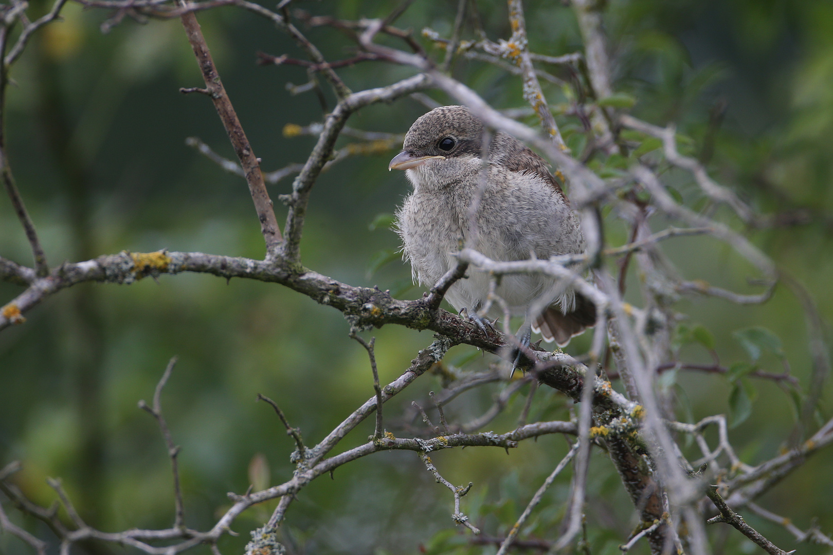 Well-hidden young red-backed shrike