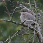 Well-hidden young red-backed shrike