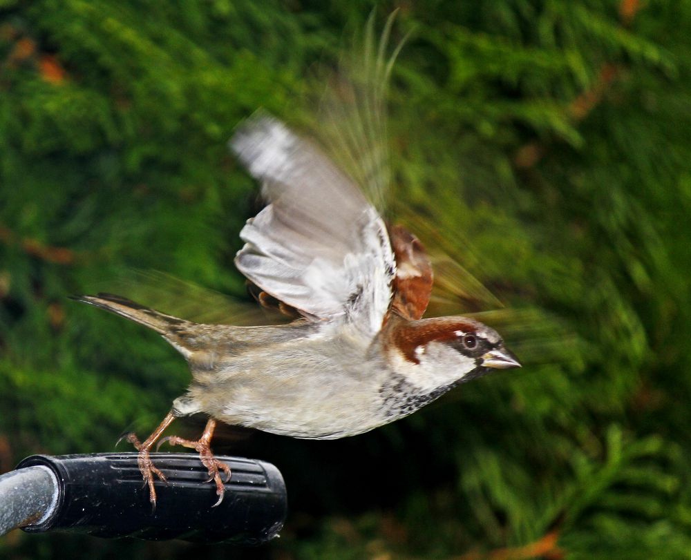 - Well, now it´s my turn to eat ......!