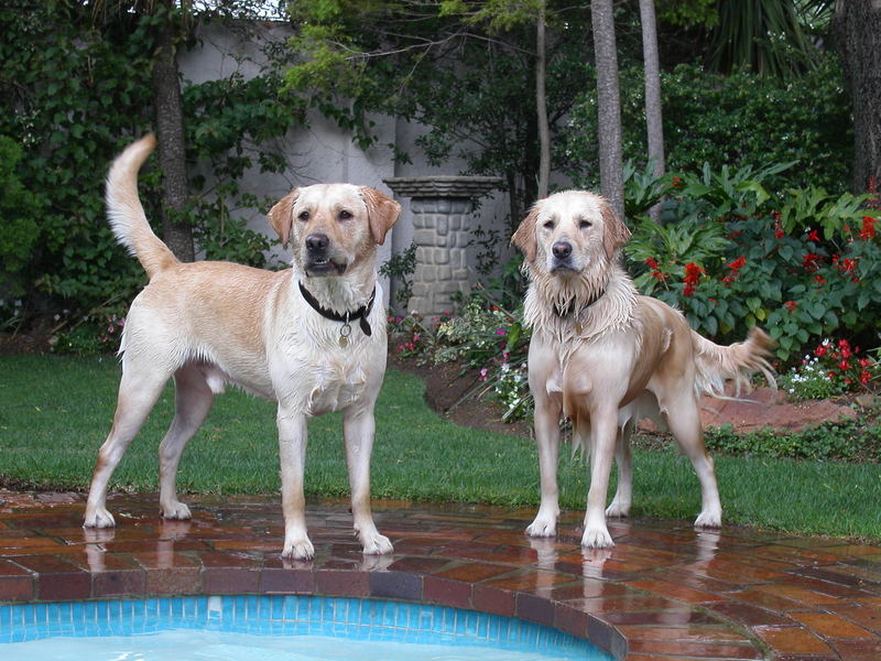 Well, we are whats known as 'water dogs'