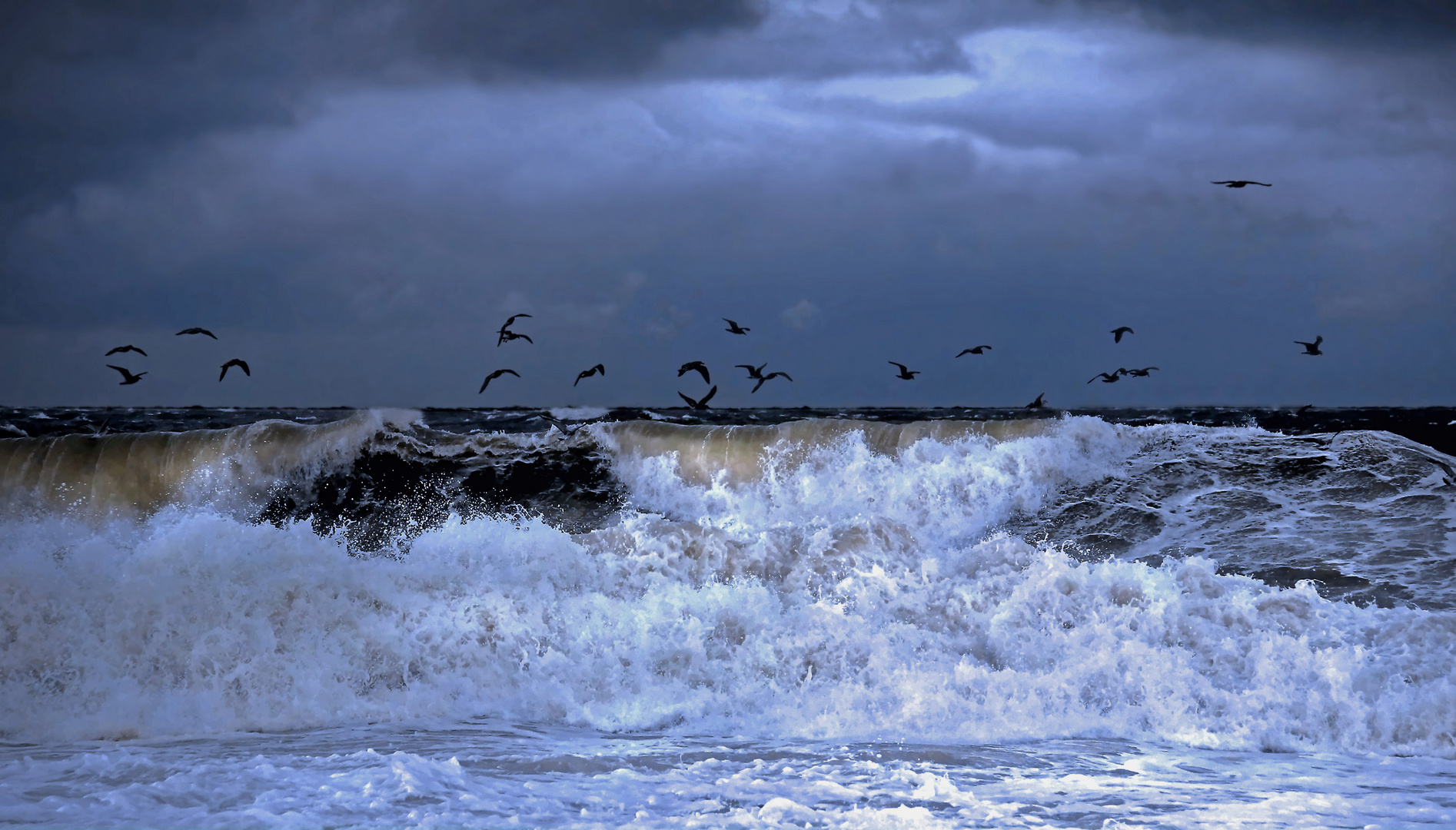 Welle und Möwen