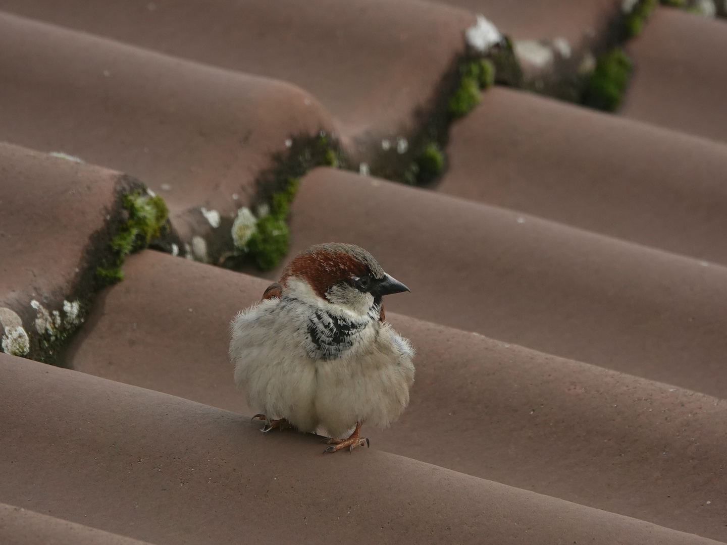  Wellen-Spatz 