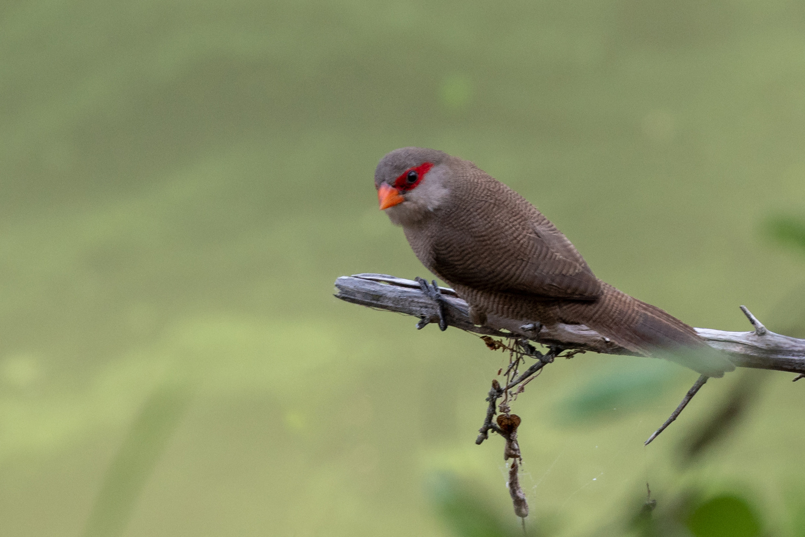 Wellenastrild - Common Waxbill (Estrilda astrild)