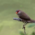 Wellenastrild - Common Waxbill (Estrilda astrild)