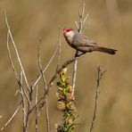 Wellenastrild (Estrilda astrild), Common Waxbill, Estrilda común