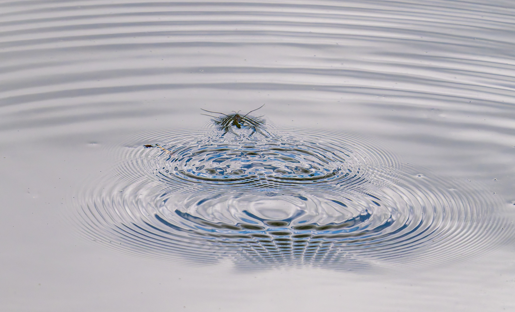 Wellengang des winzigen Wasserläufers