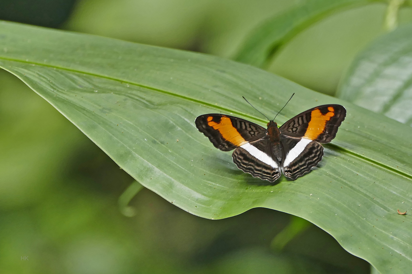 Wellenreiter, Adelpha phylaca pseudaethalia  (Phylaca Sister)