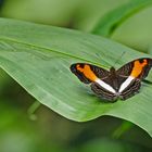 Wellenreiter, Adelpha phylaca pseudaethalia  (Phylaca Sister)