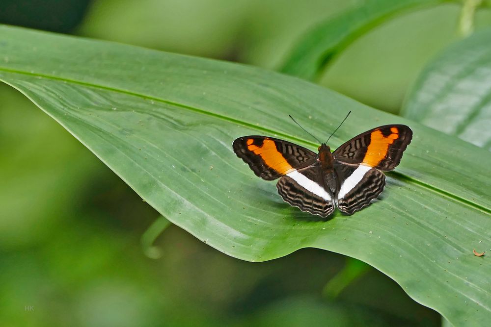 Wellenreiter, Adelpha phylaca pseudaethalia  (Phylaca Sister)