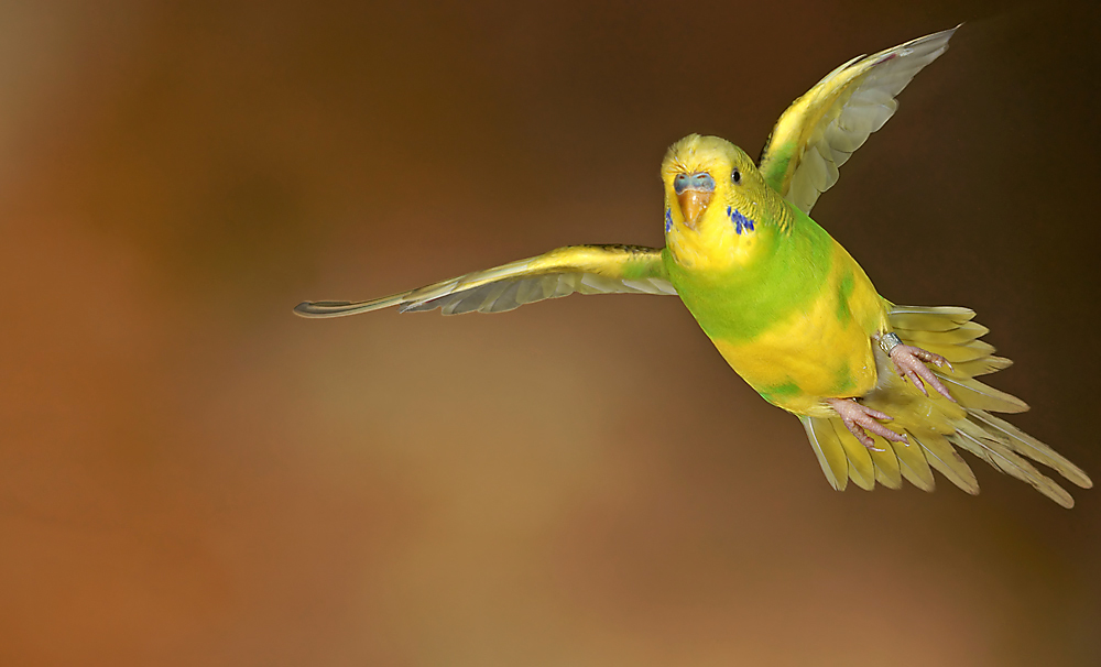 Wellensittich Foto & Bild tiere, haustiere, vögel Bilder auf