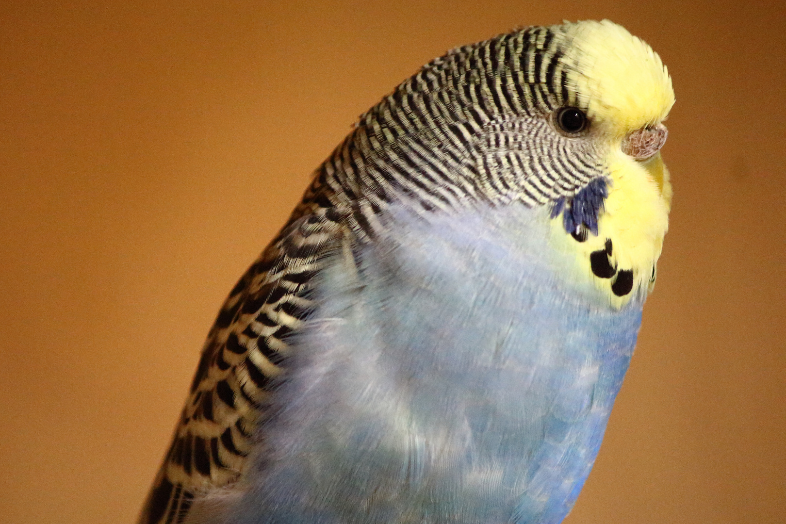 Wellensittich Foto & Bild | tiere, haustiere, vögel Bilder auf