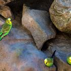 Wellensittich Familie auf Abstand im TIerpark Worms