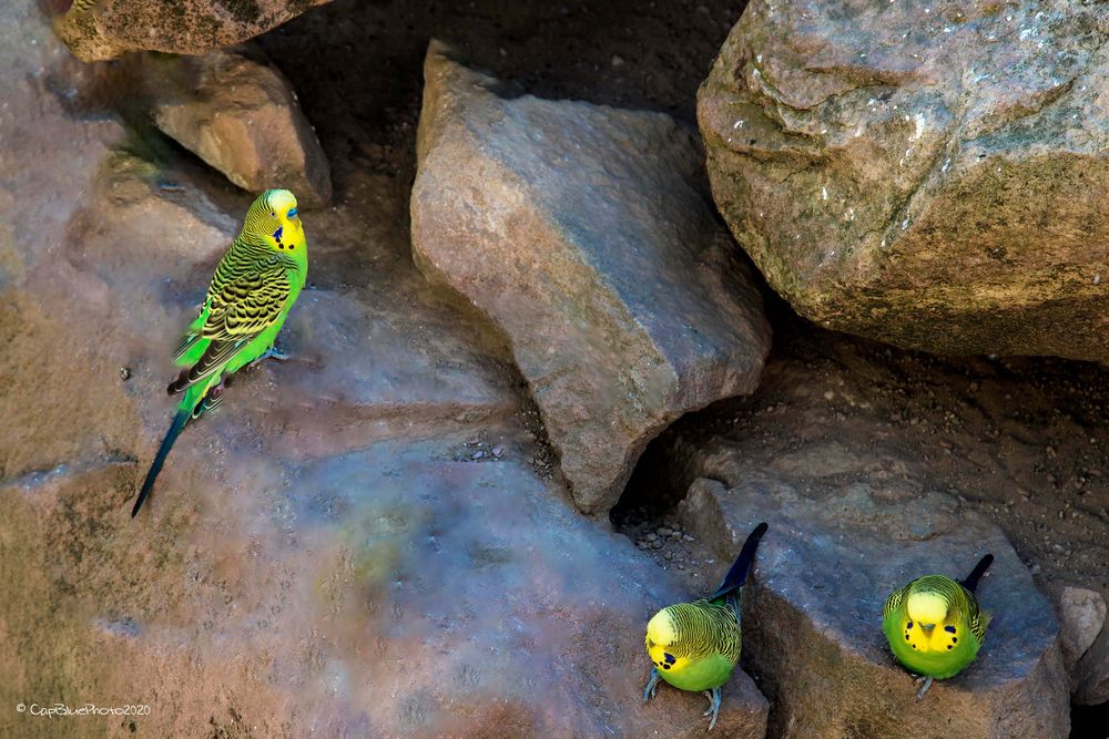 Wellensittich Familie auf Abstand im TIerpark Worms