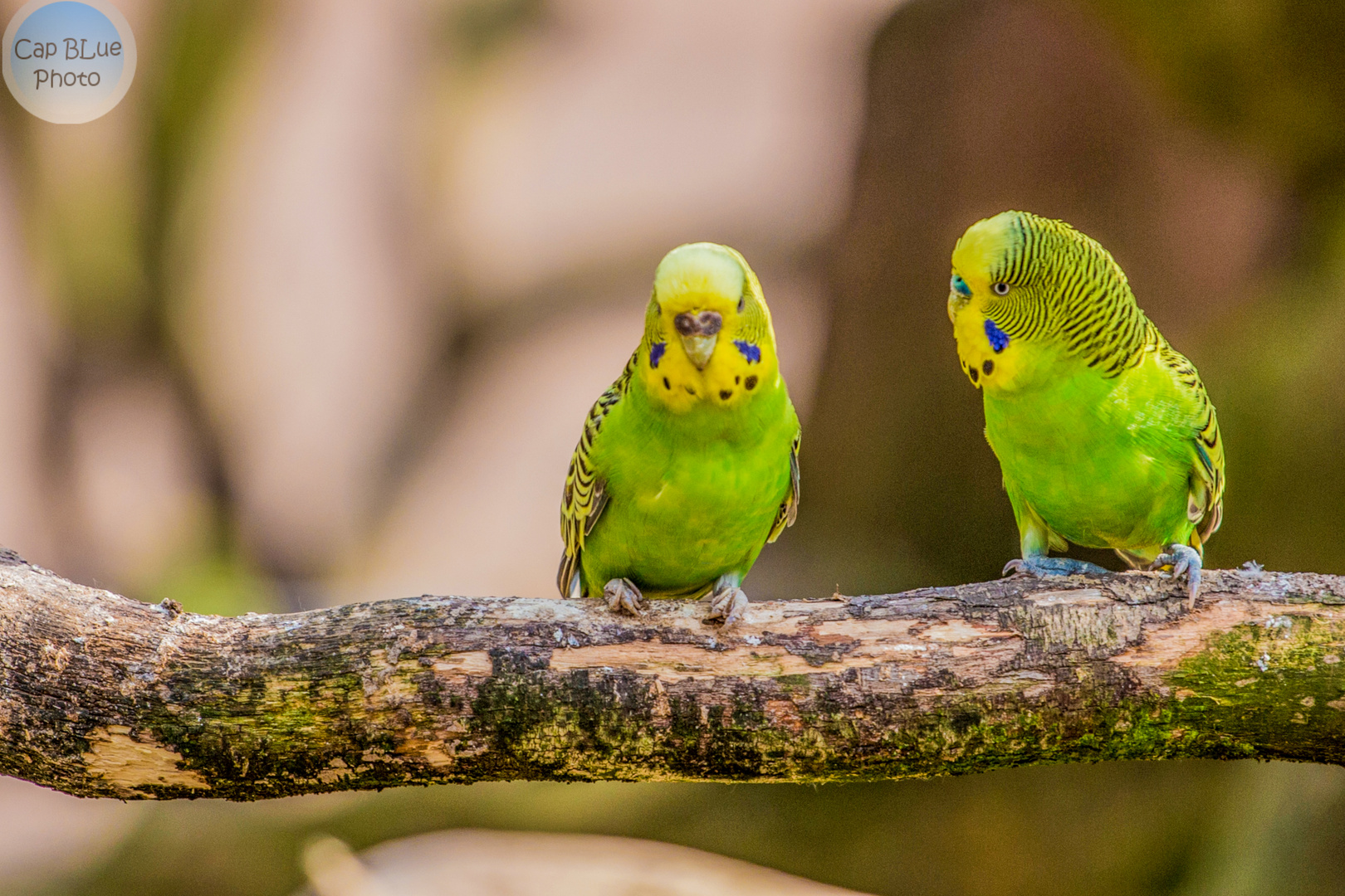 Wellensittich im Australischen Gehege Tiergarten Worms