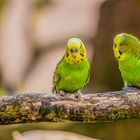 Wellensittich im Australischen Gehege Tiergarten Worms