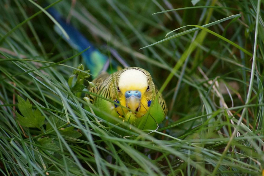 Wellensittich im Gras