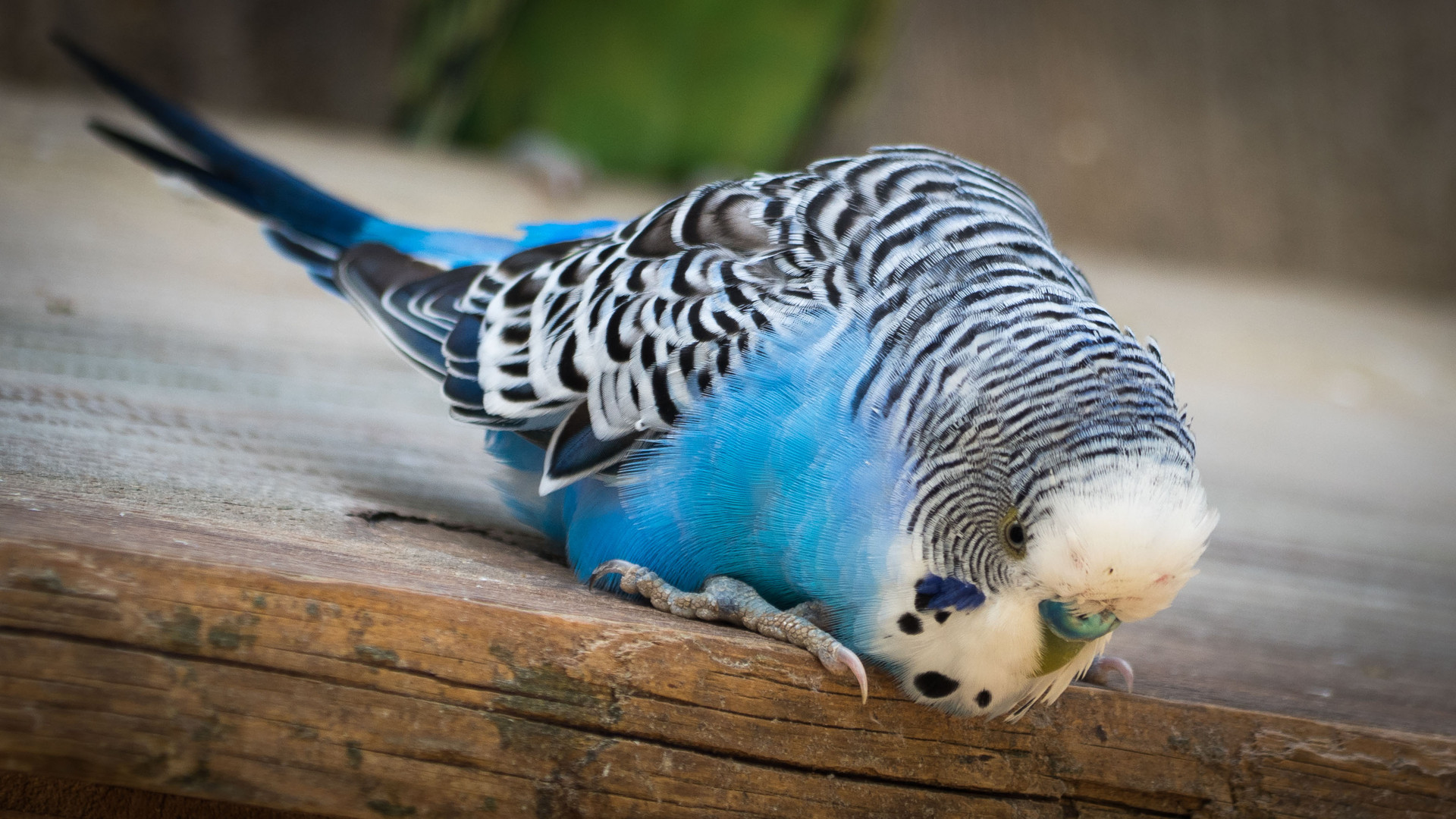 Wellensittich im Tierpark Sababurg