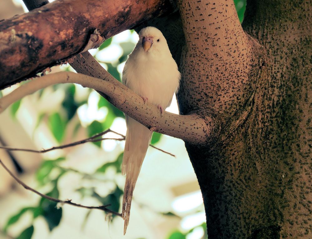 Wellensittich im Vogelpark