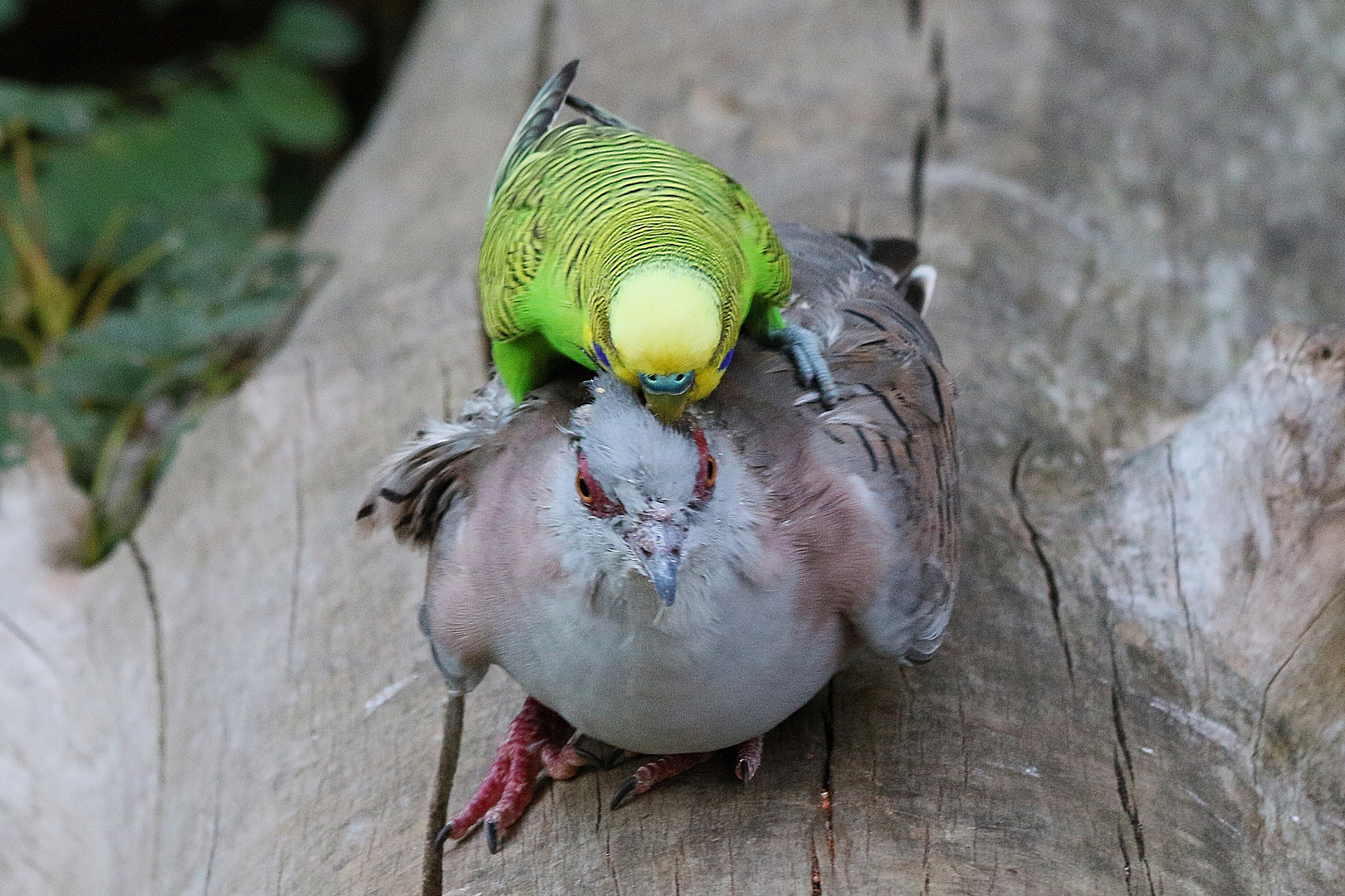 Wellensittich mit großer Liebe