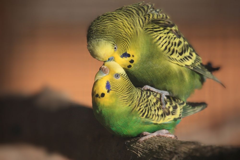 Wellensittich Paarung Foto & Bild grün, natur, tiere Bilder auf