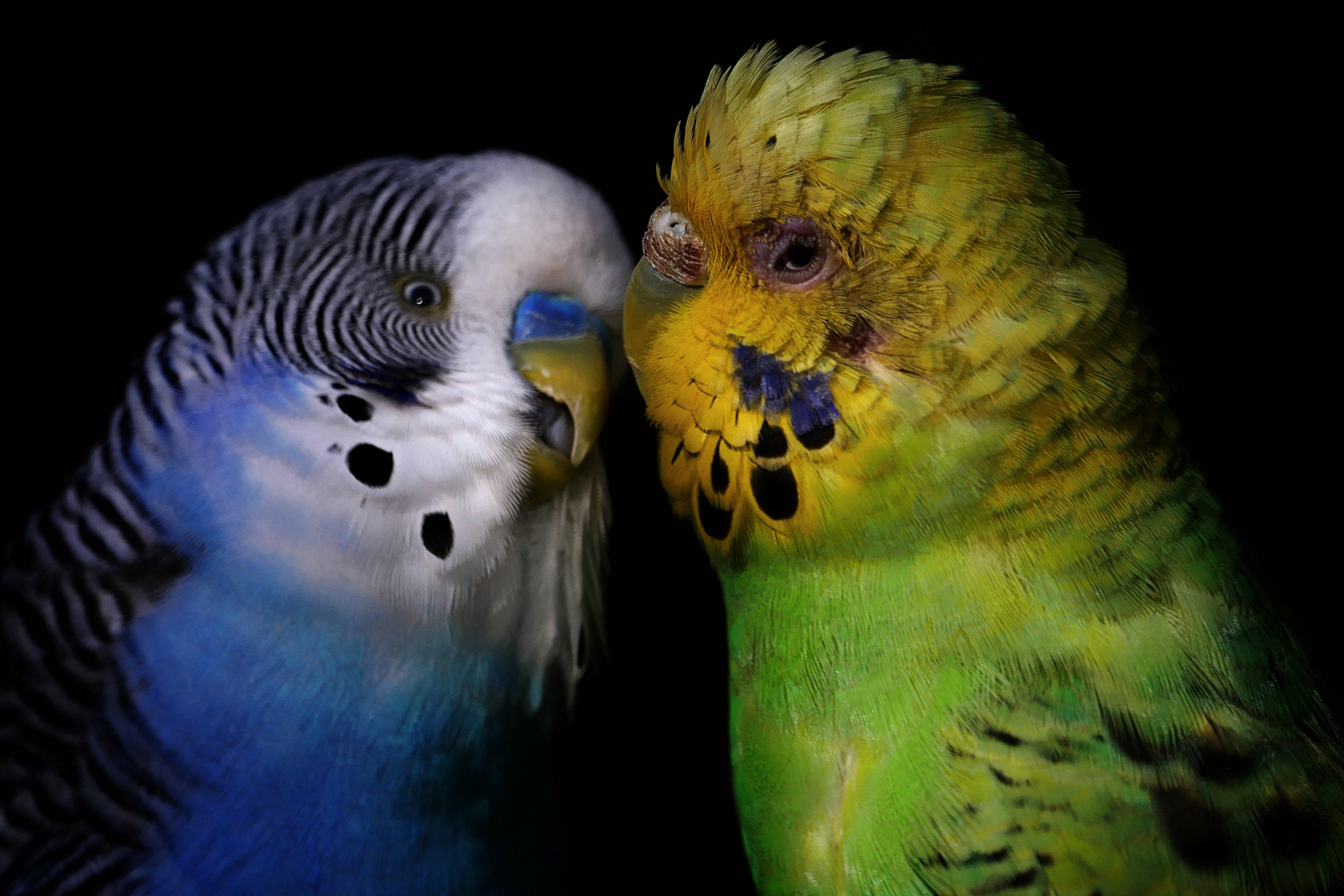 Wellensittiche Foto & Bild | tiere, zoo, wildpark & falknerei, vögel