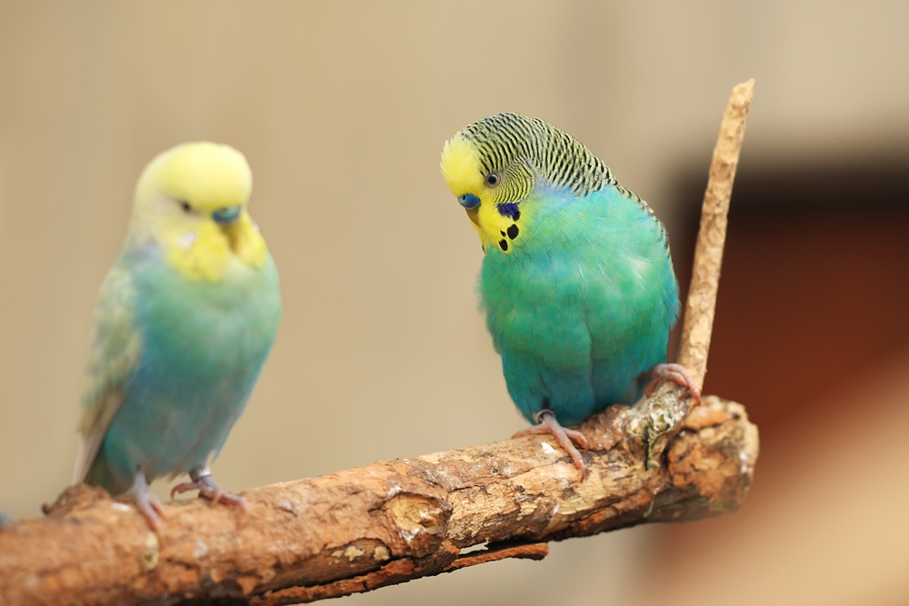 Wellensittich Foto & Bild fotos, natur, zoo Bilder auf