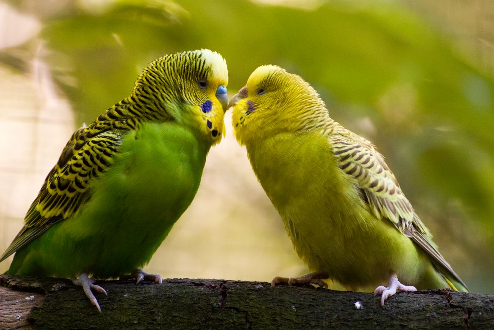 Wellensittiche Foto & Bild | tiere, zoo, wildpark & falknerei, vögel Bilder auf fotocommunity
