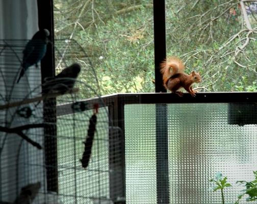 Wellensittiche contra Eichhörnchen