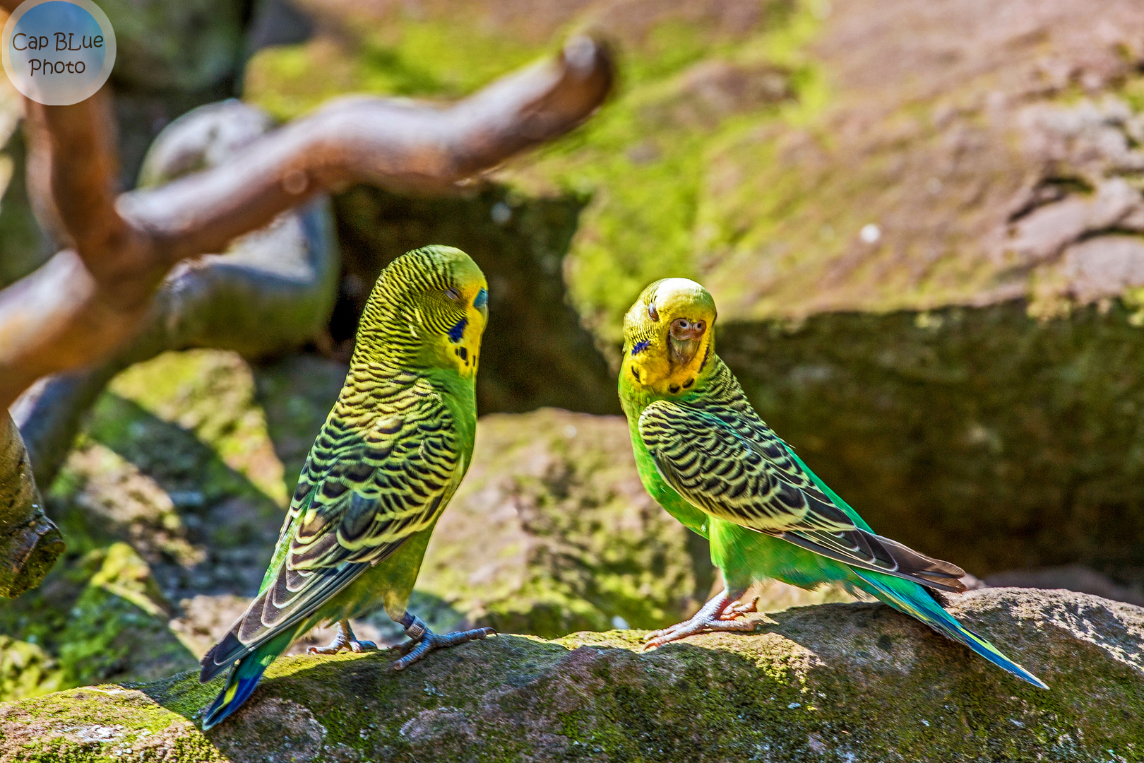 Wellensittiche in der Australien Anlage im Wormser Zoo