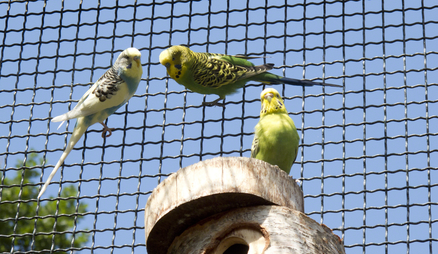 Wellensittiche (Melopsittacus undulatus)