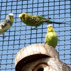 Wellensittiche (Melopsittacus undulatus)