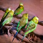 Wellensittichfamilie im Wormser Tierpark