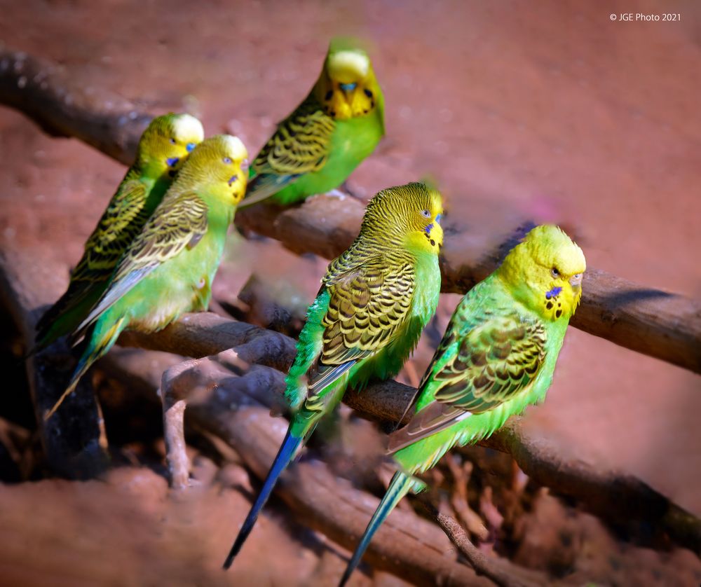 Wellensittichfamilie im Wormser Tierpark