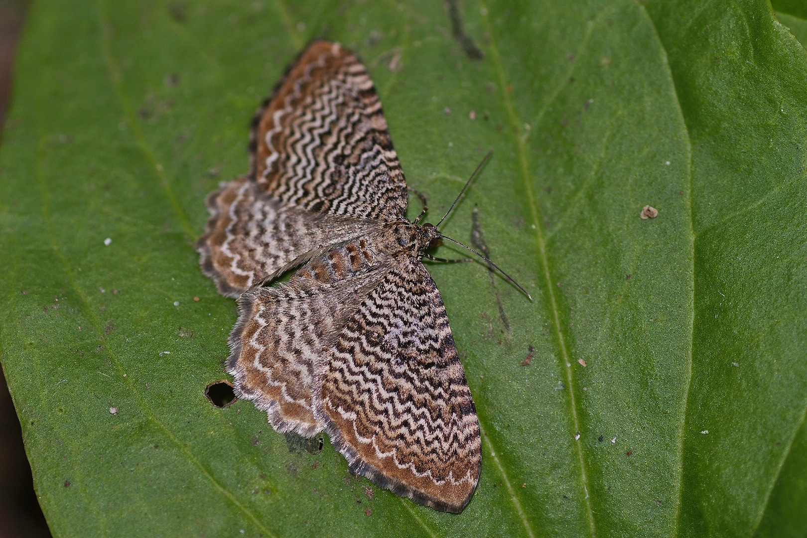 Wellenspanner (Calocalpe undulata)