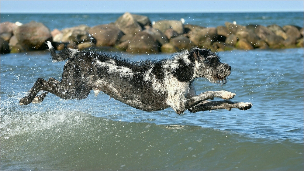 wellenüberflieger