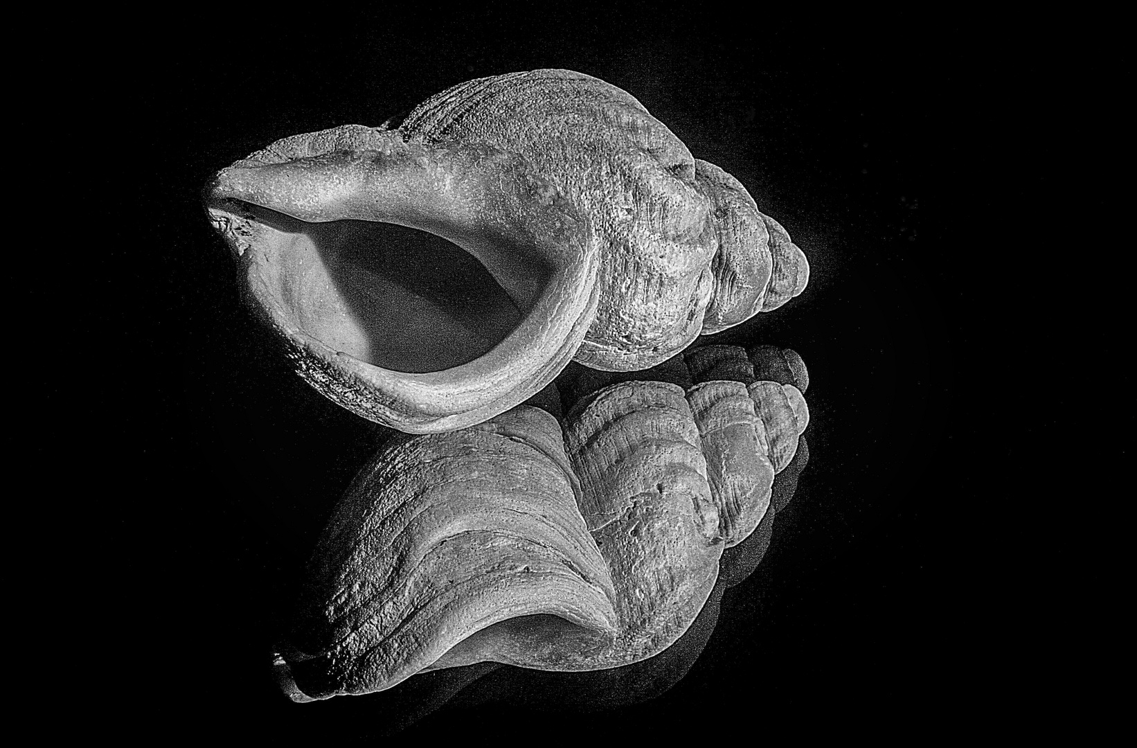 Wellhornschnecke