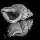 Wellhornschnecke