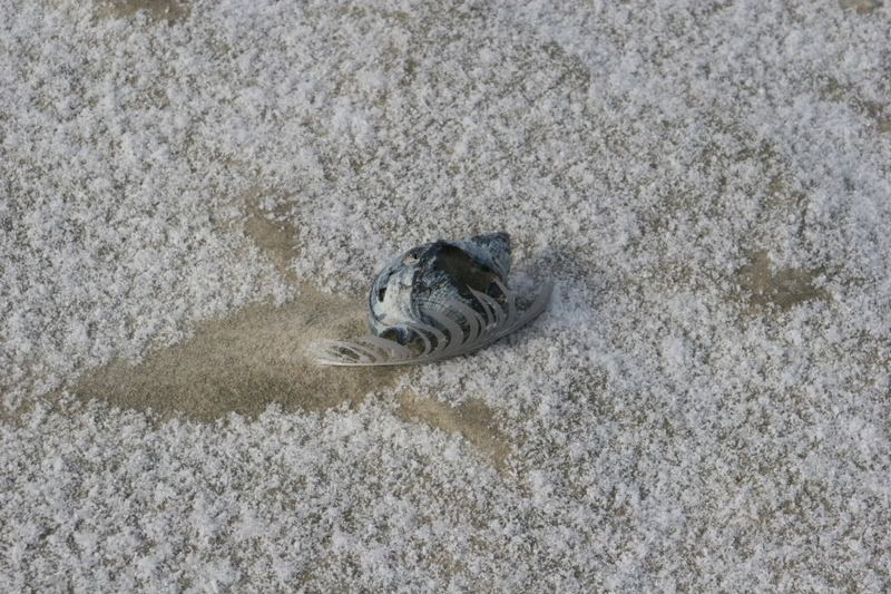 Wellhornschnecke am Strand 2