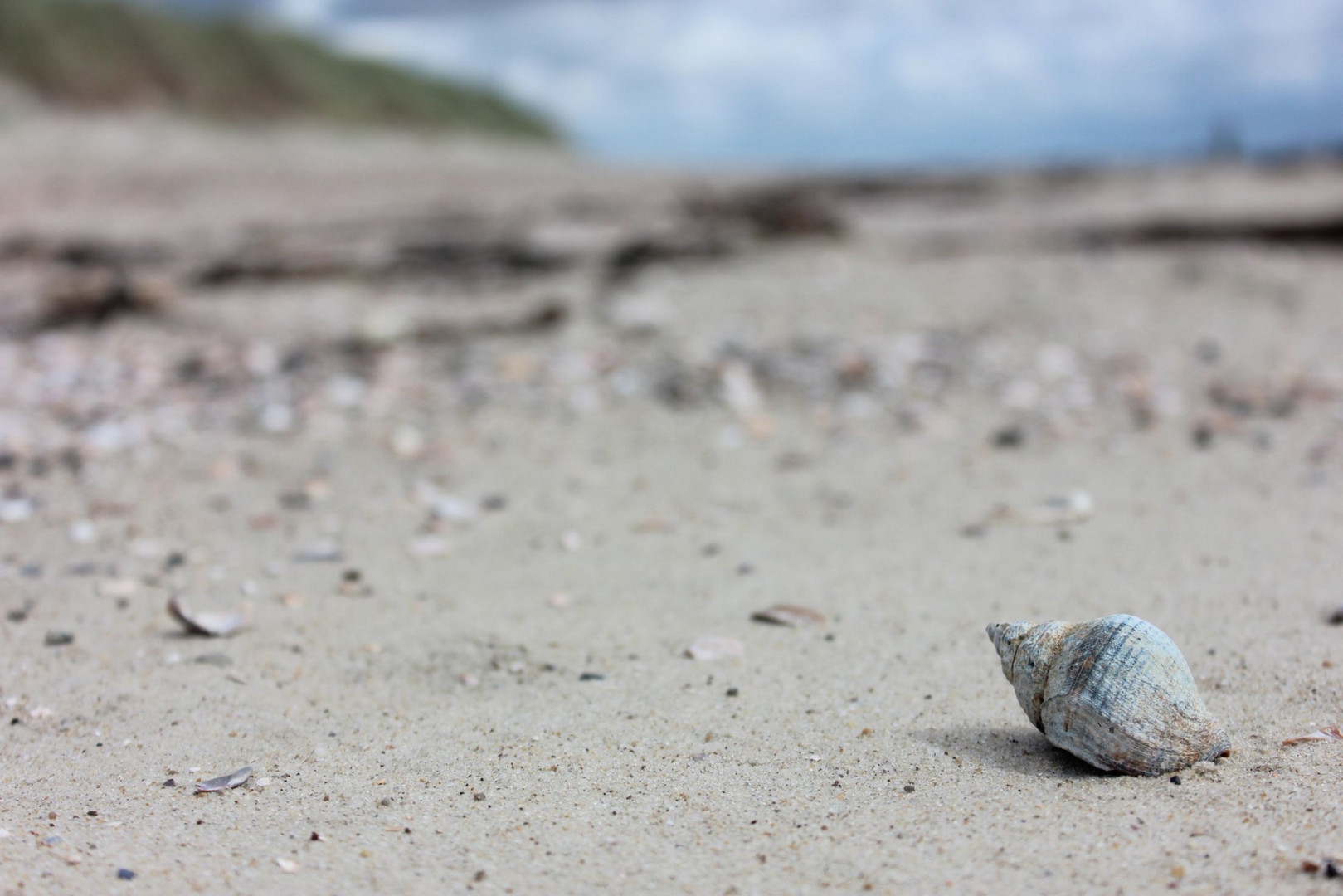 Wellhornschnecke am Strand