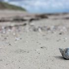 Wellhornschnecke am Strand