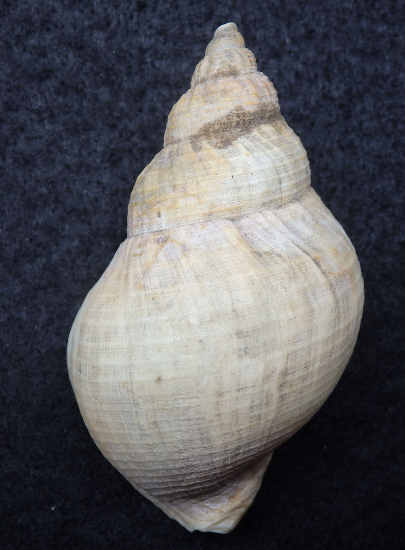 Wellhornschnecke - Buccinum undatum