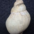 Wellhornschnecke - Buccinum undatum