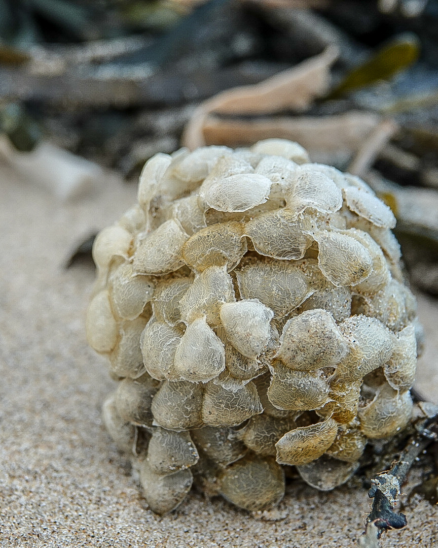 Wellhornschnecke