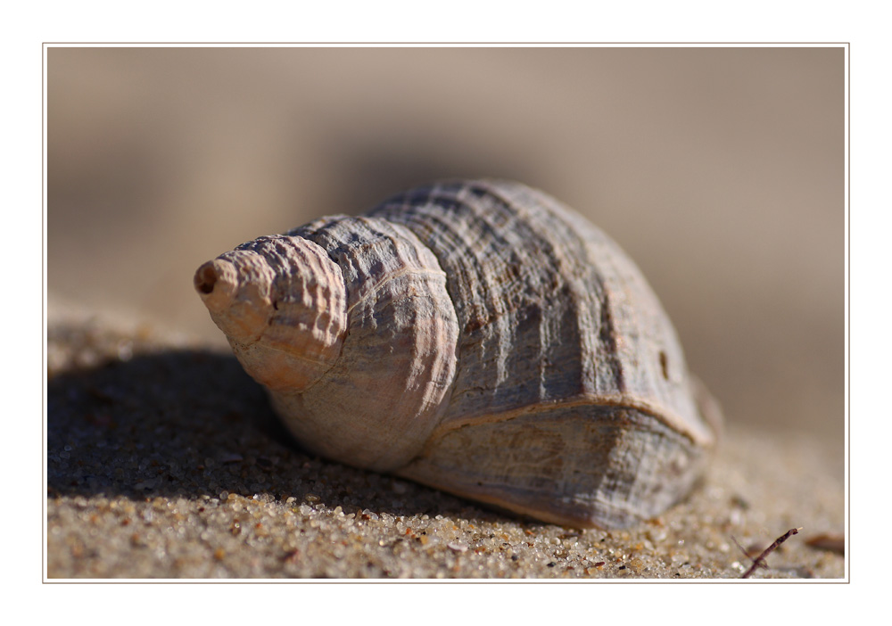 Wellhornschnecke