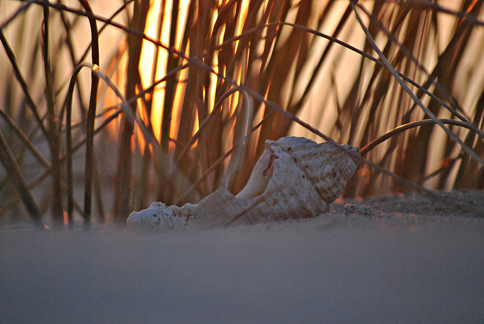 Wellhornschnecke im Abendlicht...