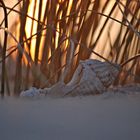 Wellhornschnecke im Abendlicht...