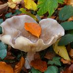 Welliger im Herbstwald