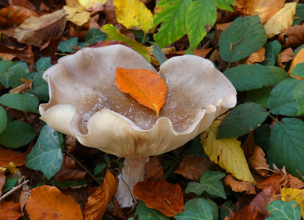 Welliger im Herbstwald